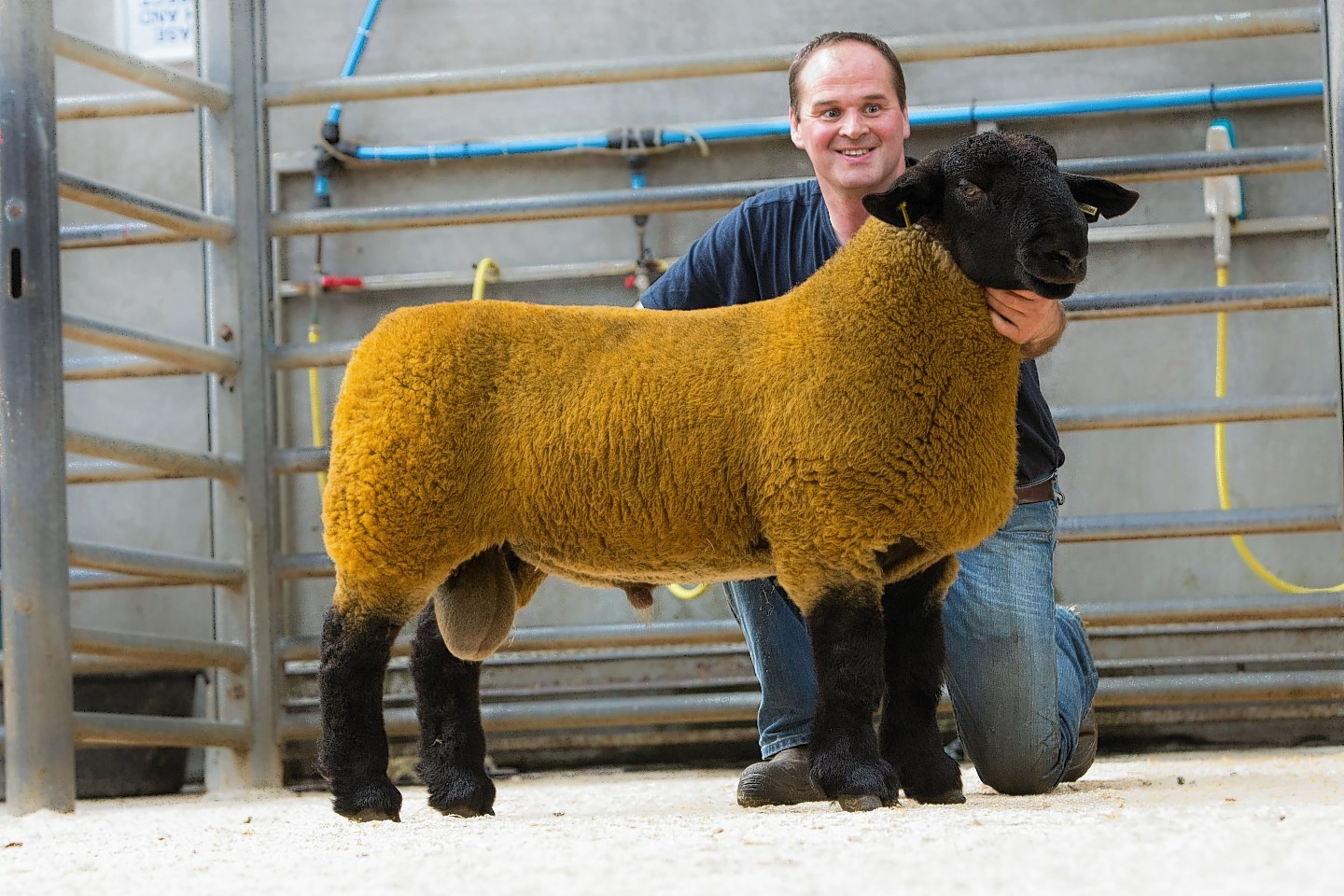 Bryden Nicolson's ram lamb sold for 1,700gn