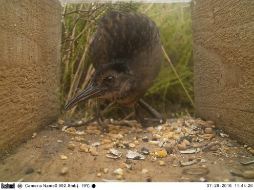 A water rail at Red Moss of Netherley. Credit: Nick Littlewood.