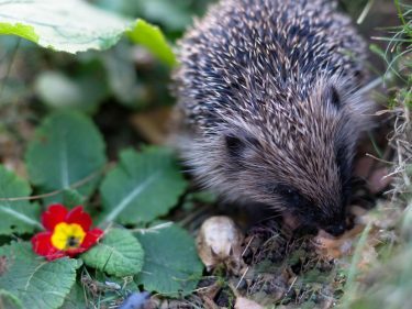 A Generic Photo of a hedgehog in a garden. See PA Feature GARDENING Hedgehogs. Picture credit should read: PA Photo/thinkstockphotos. WARNING: This picture must only be used to accompany PA Feature GARDENING Hedgehogs.