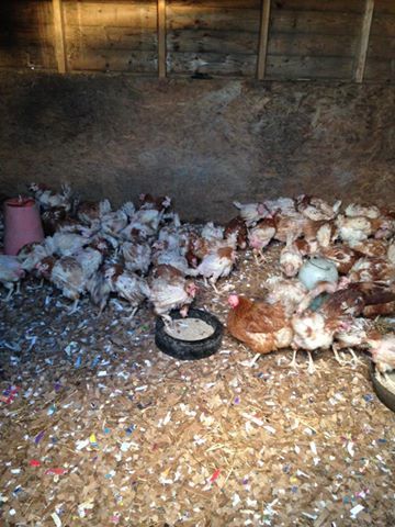 Some of the hens rescued by the New Arc and Willows.