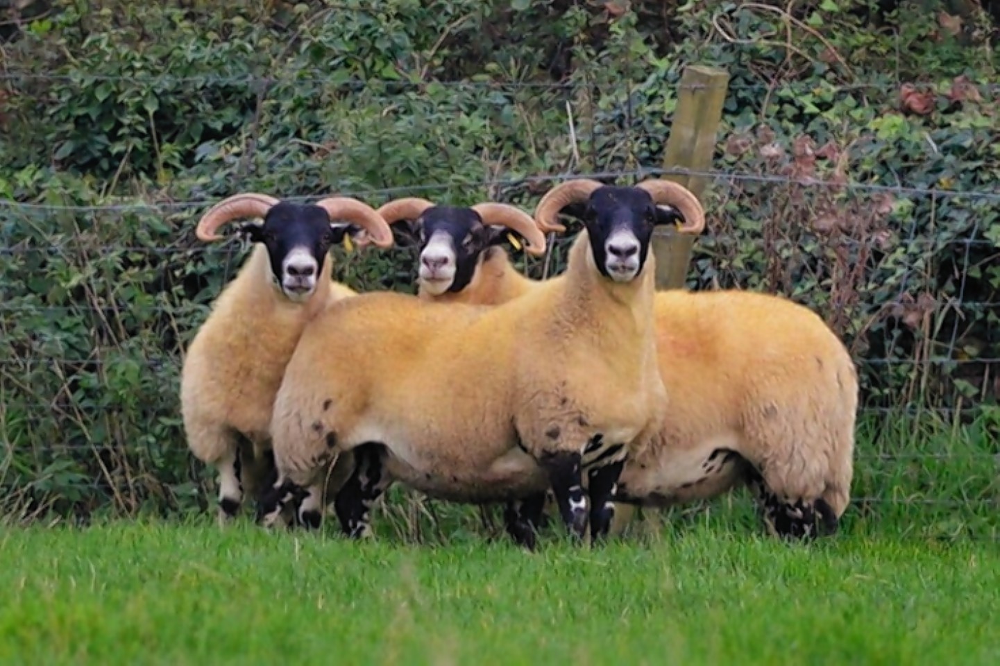 The record-priced Cairness gimmers