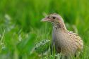 This year’s scheme includes an option which will focus on management supporting corncrakes.