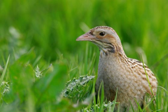 Corncrake