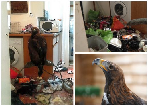 RSPCA pictures of the eagle which was kept in a kitchen