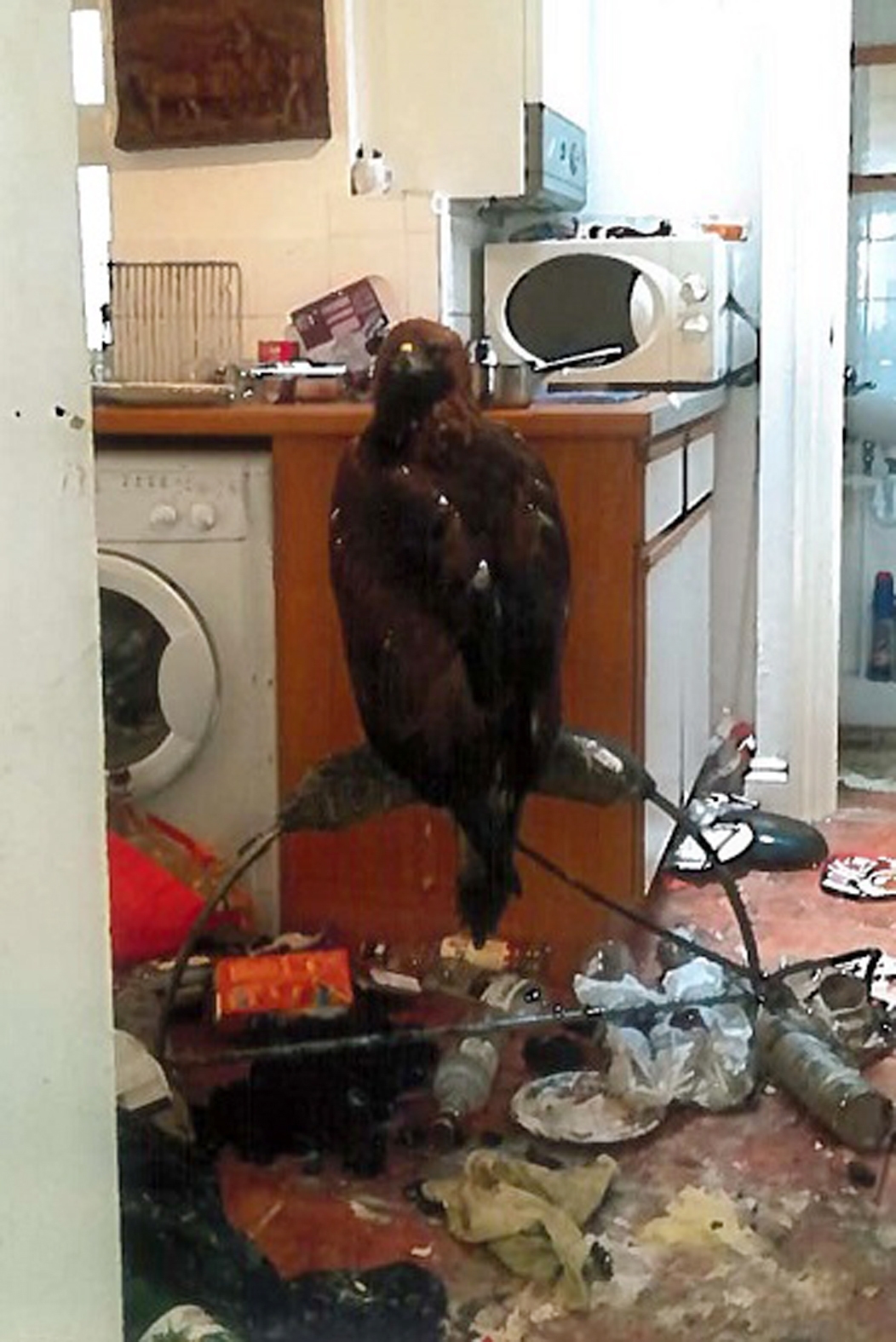 Golden eagle rescued from squalid kitchen