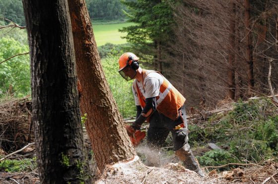 Government has increased its annual tree planting targets.