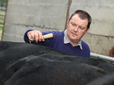 Garry Coutts preparing a bull