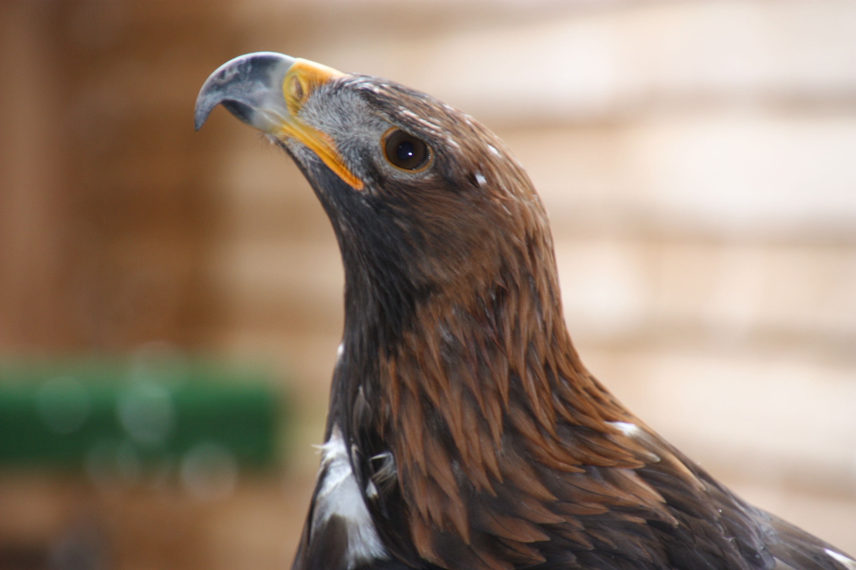 Golden eagle rescued from squalid kitchen