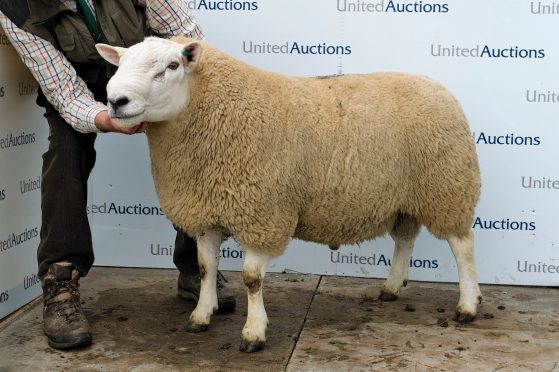 The £10,000 Brackside ram