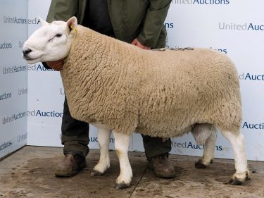 The £6,000 Torrish ram