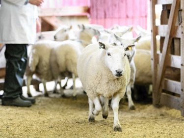 Sheep enter the ring at Lairg