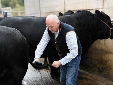 Neil Wattie Jnr brushes a bull's tail