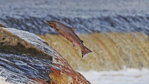 It is hoped the initiative will boost populations of young salmon.