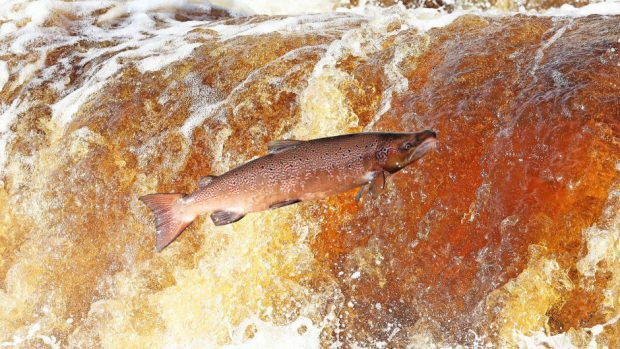 A new study has been launched into the decline in wild salmon numbers.