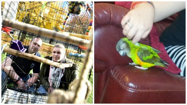 Jessie the parrot has been missing for three days