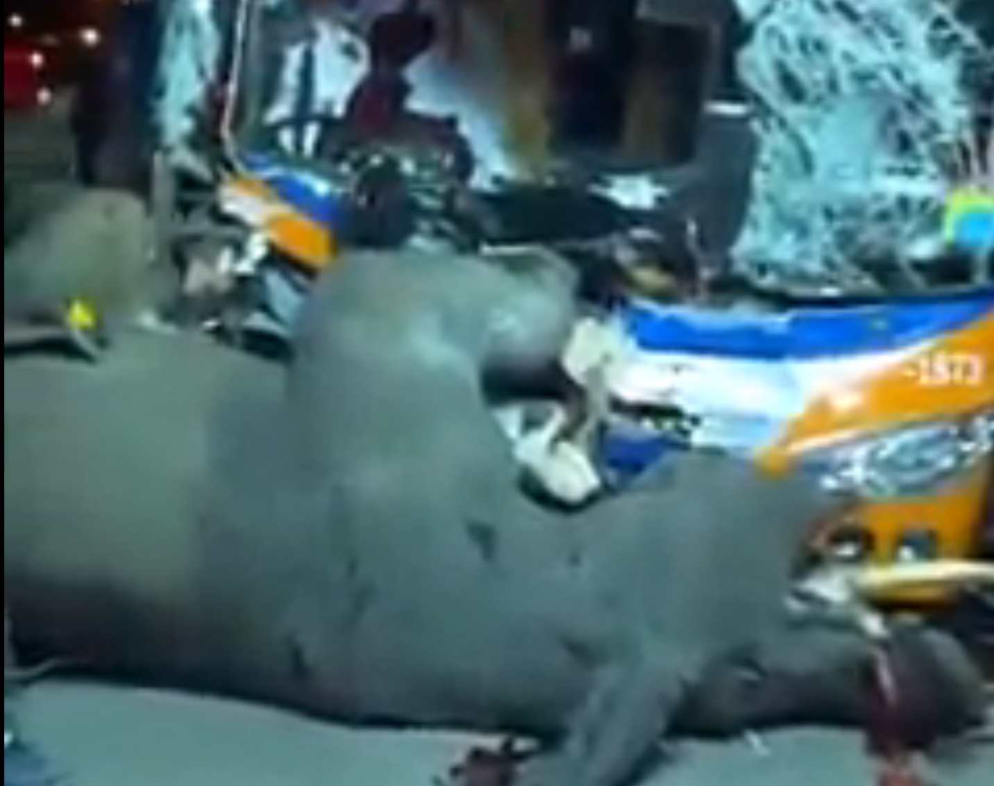 The elephant was hit on a motorway in Thailand