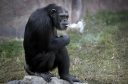 Azalea, a 19-year-old female chimpanzee
