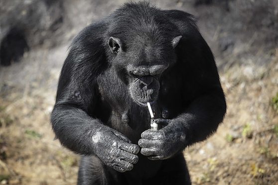 smoking chimpanzee