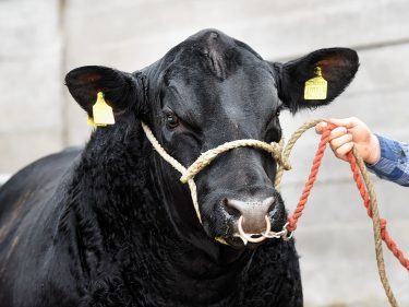 One of the Tonley bulls heading to Stirling