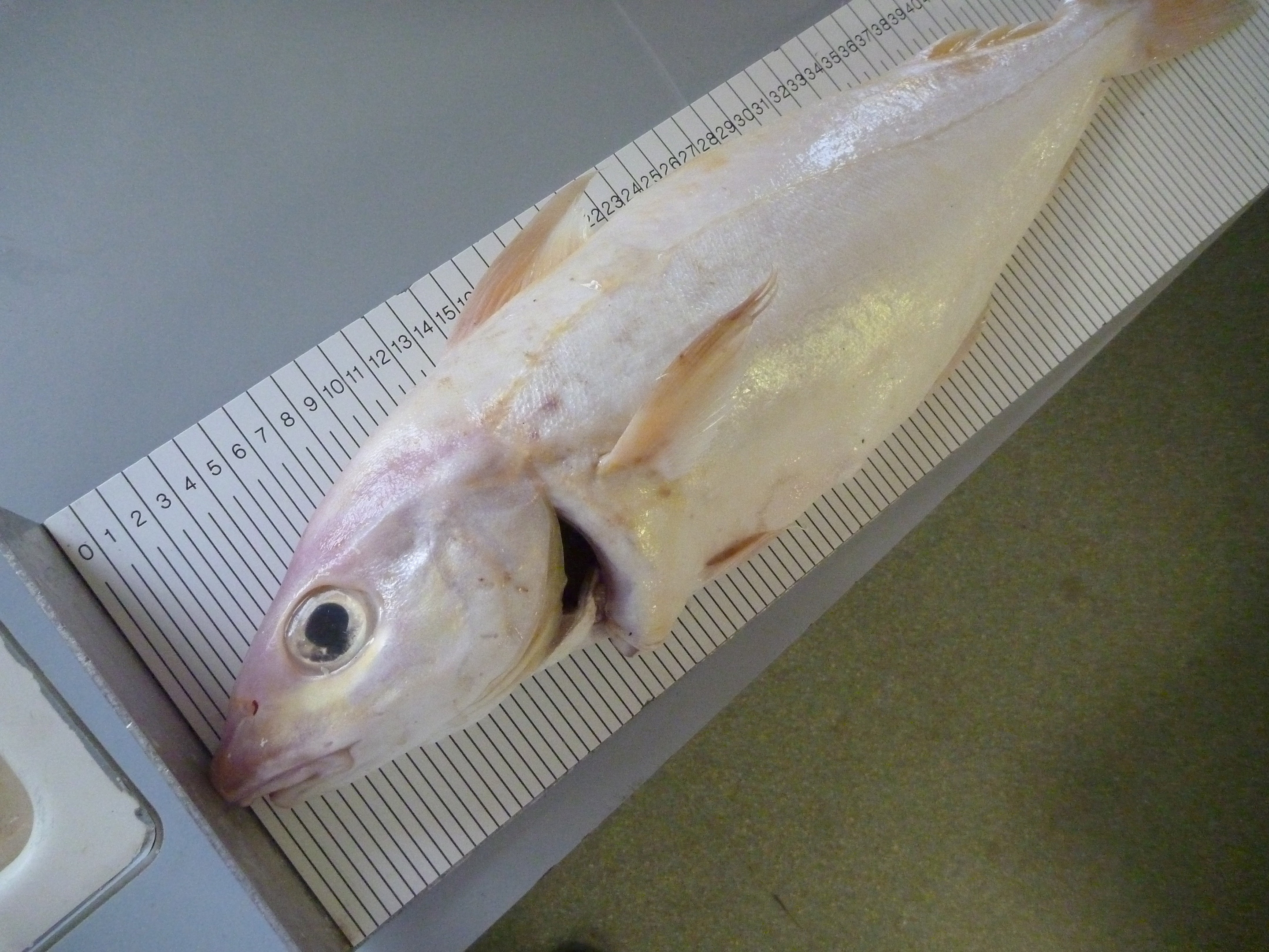 Fishermen in Shetland have landed an extremely rare 'albino' haddock at estimated odds of one in 100,000,000.