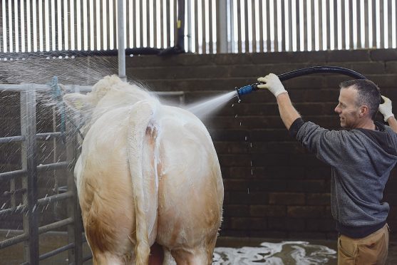 United Auctions said it was surprised NFUS had organised its AGM for the day of the sale