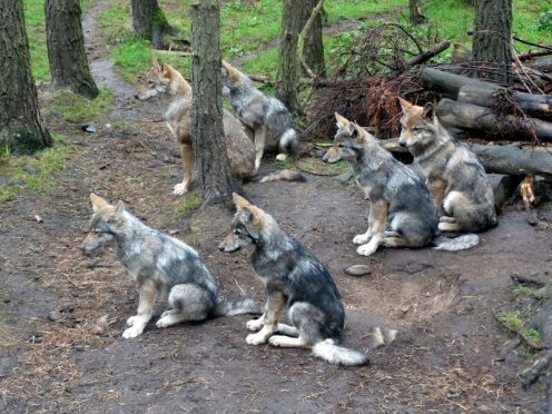 The wolf pups are growing fast