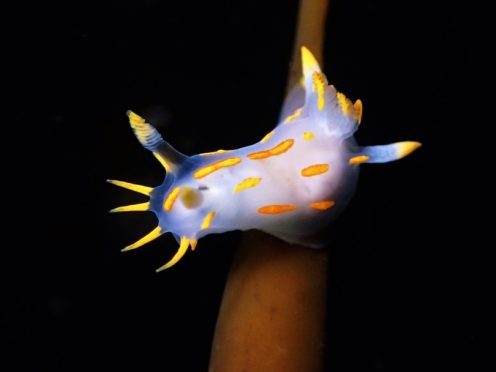 Chris Rickard's picture of a sea slug.