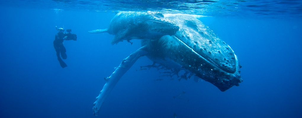 Doug Allan filming Humpback whale mother and calf (Megaptera novaeangliae), Kingdom of Tonga, South Pacific, during filming for Planet Earth, Sept 2005.