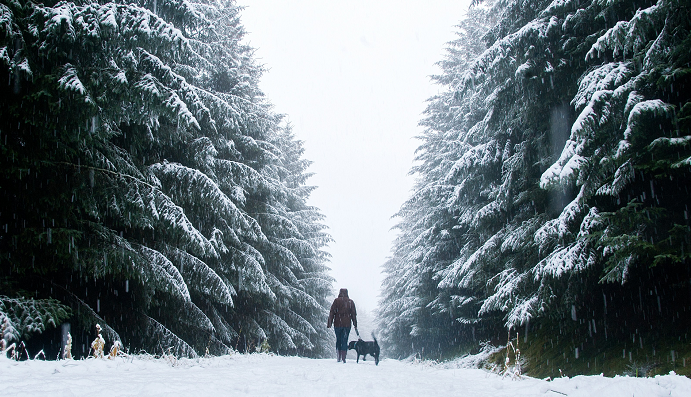 A walker with dogs near Ley, Aberdeenshire. 
Pictures by Julia Sidell