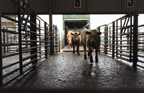 Changes to cattle movement recording come into force tomorrow