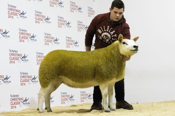 The sale topping Texel gimmer which made 4,200gn