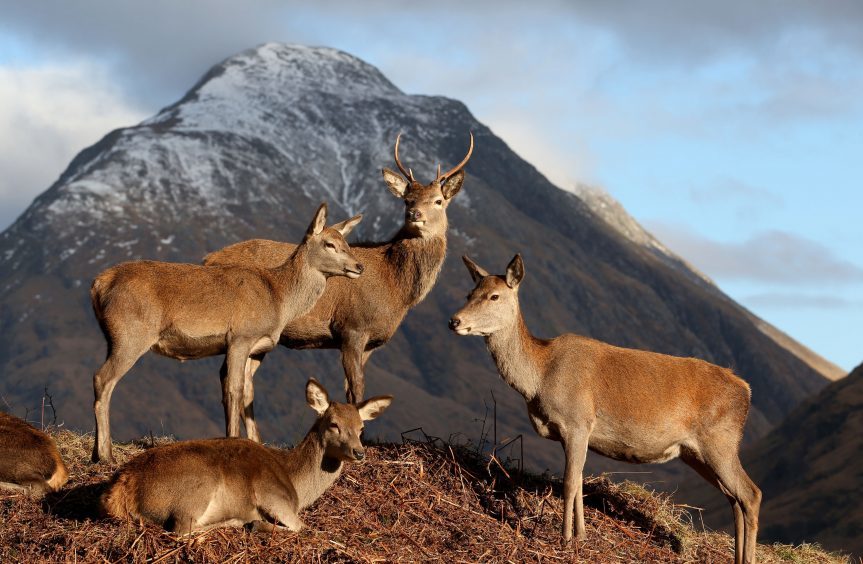 Red deer graze in Glen Etive in the Scottish Highlands, following the end of the rutting season.