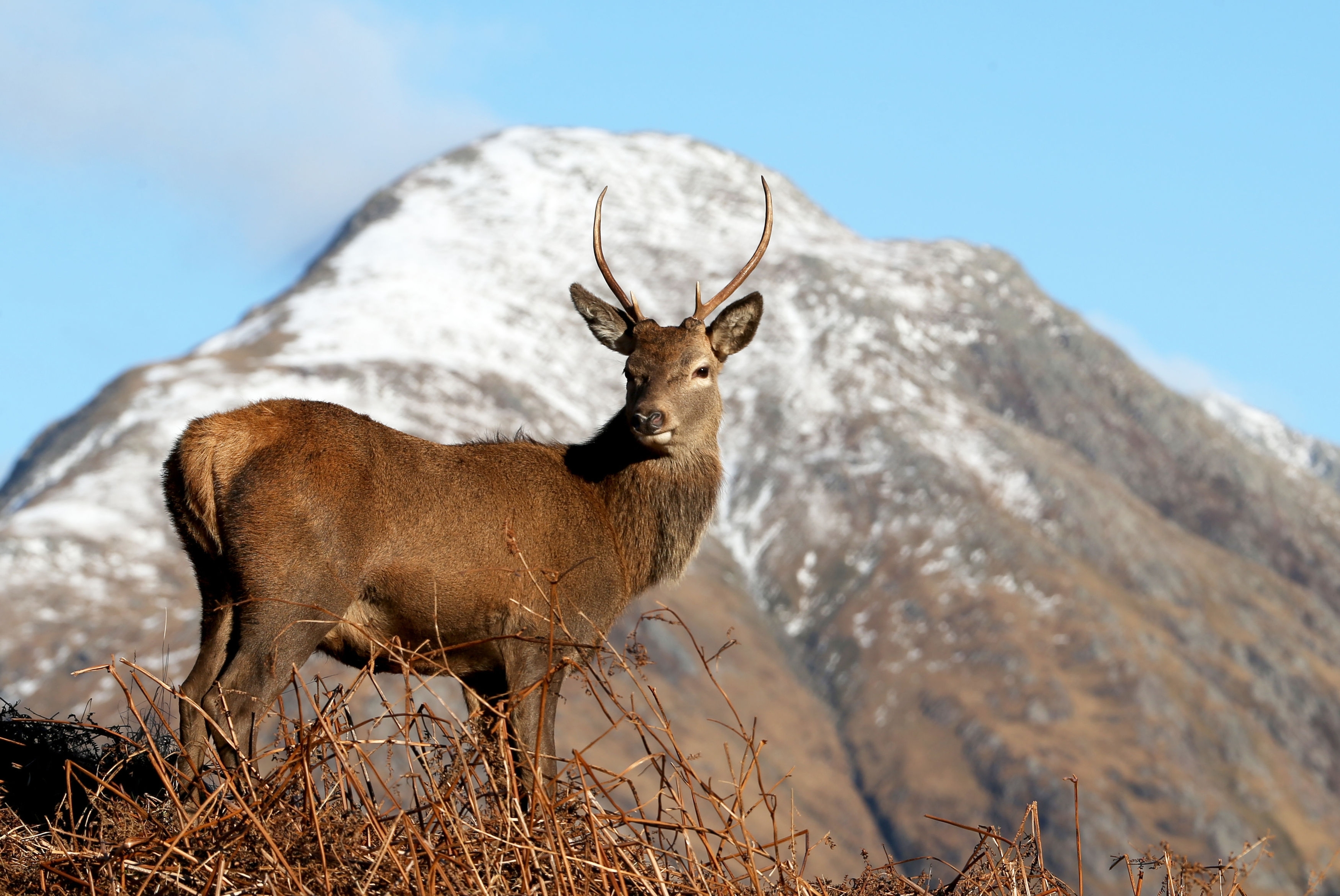 Red deer graze in Glen Etive in the Scottish Highlands, following the end of the rutting season.