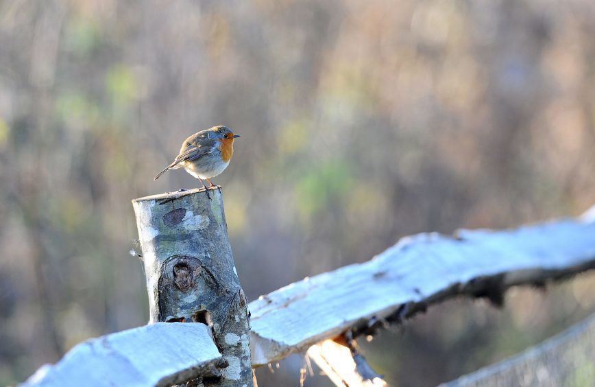 A Robin sits on a frosty fence post in the early morning sun at the Wildfowl & Wetlands Trust nature reserve in Arundel, West Sussex.