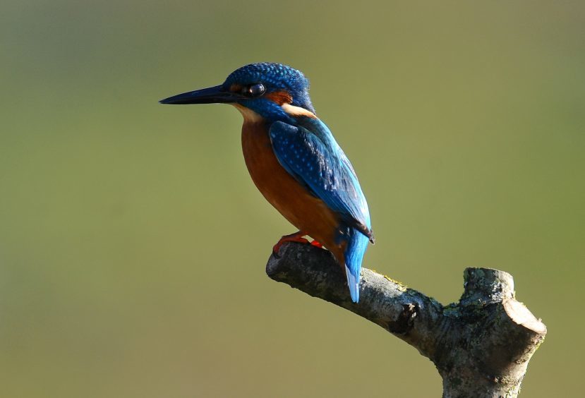 A Kingfisher sits a perch while taking a break from hunting at the Wildfowl & Wetlands Trust nature reserve in Arundel, West Sussex.
