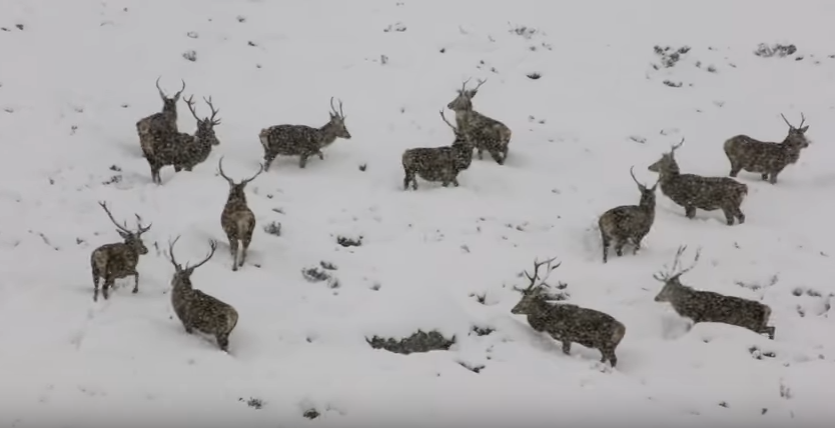 About a dozen red deer stags could be seen in the blizzard.