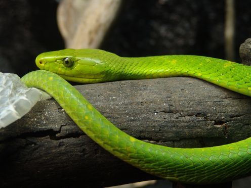 Green mamba