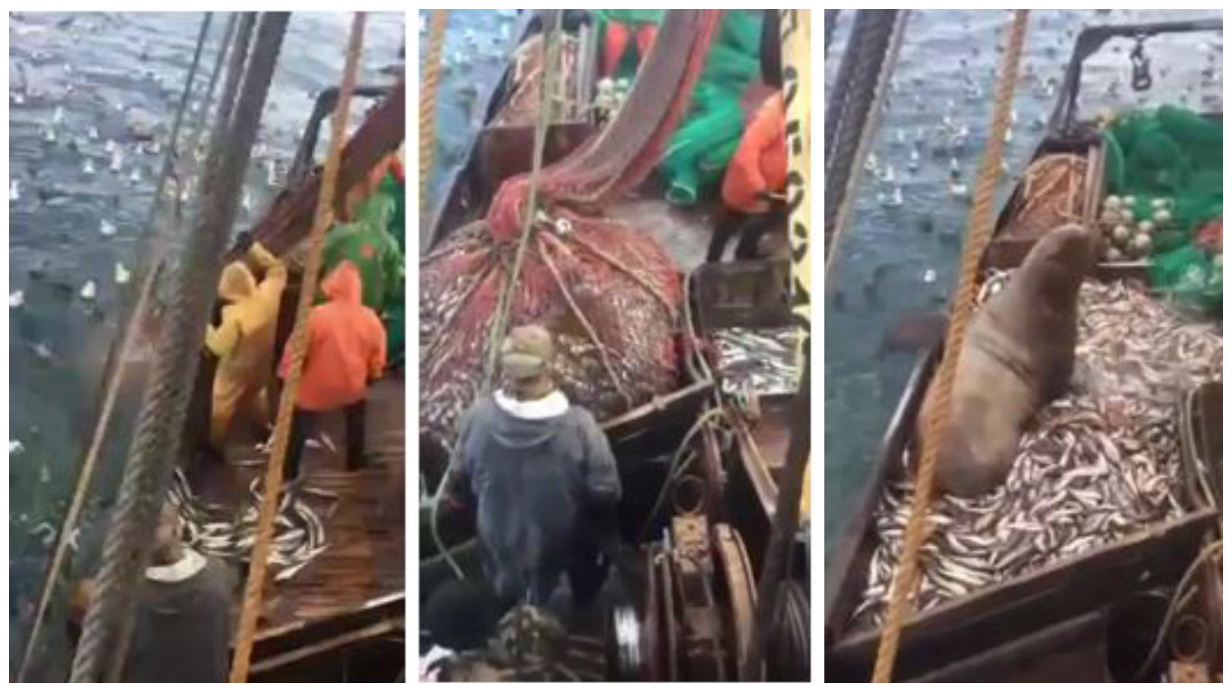The footage shows the men reeling in the large nets, only to find thousands of small fish, and a sea lion inside.