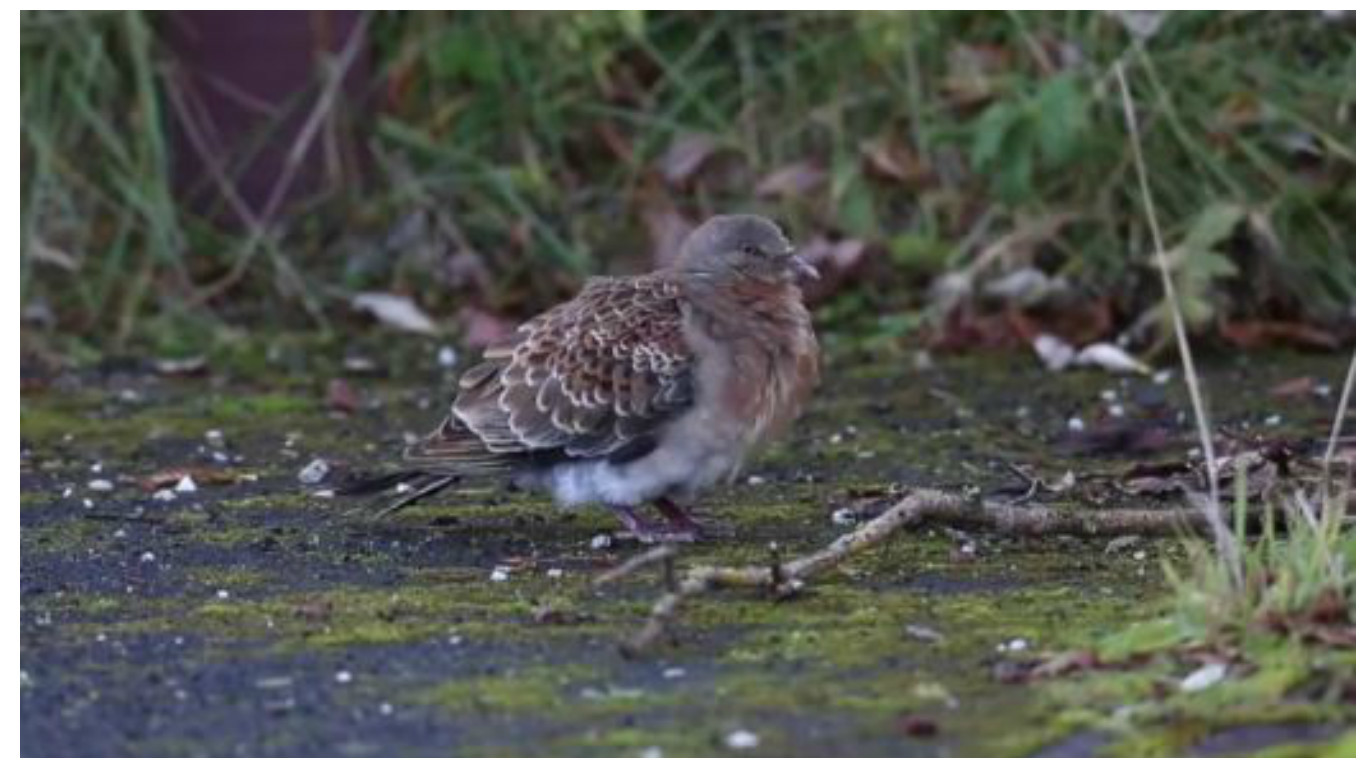 The Rufous Turtle Dove has only ever been spotted three times on Shetland