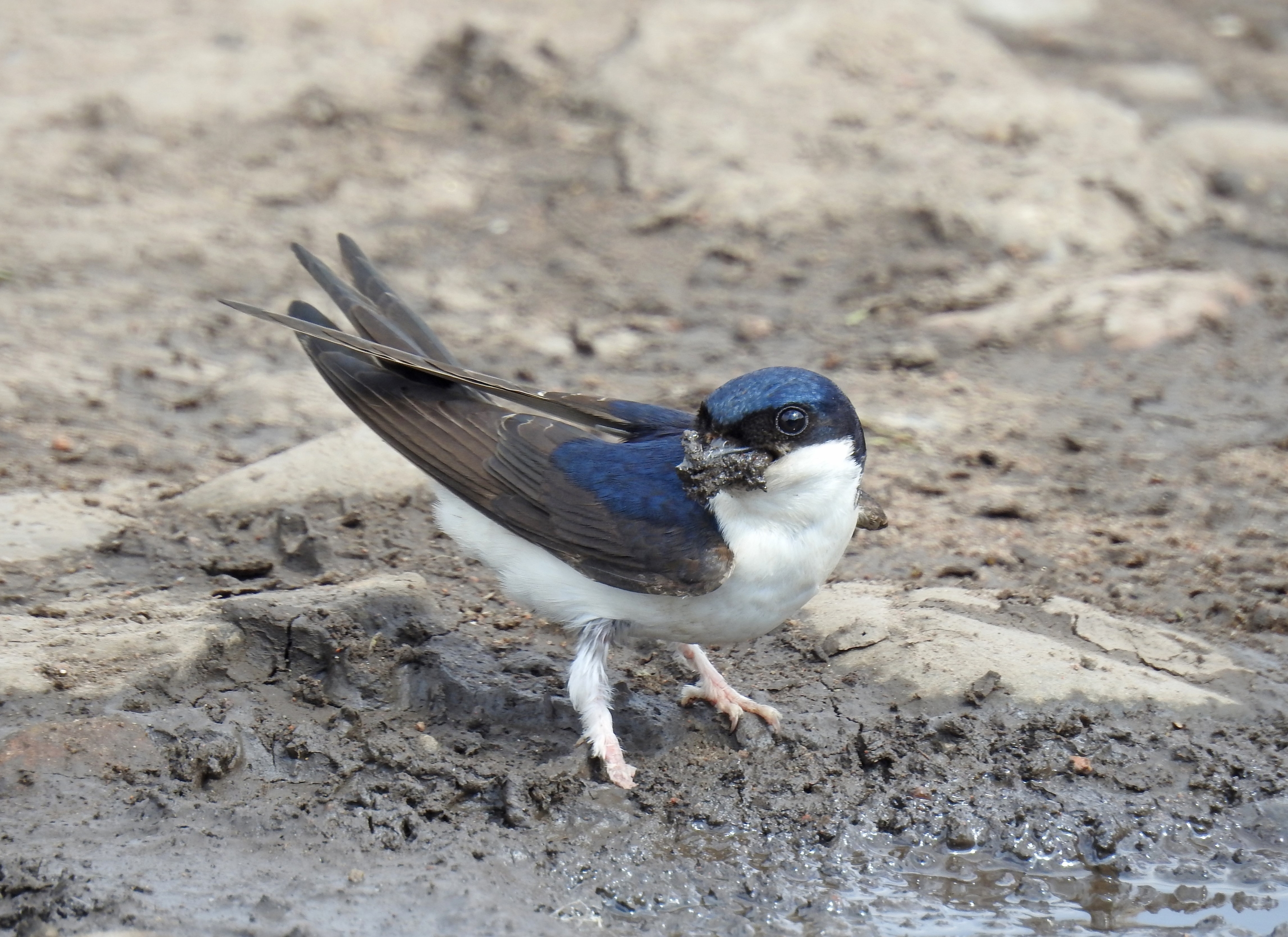 A house martin
gathering mud for
nest building at
Cromarty in the
Black Isle. Picture
courtesy of reader
Sandy Sutherland