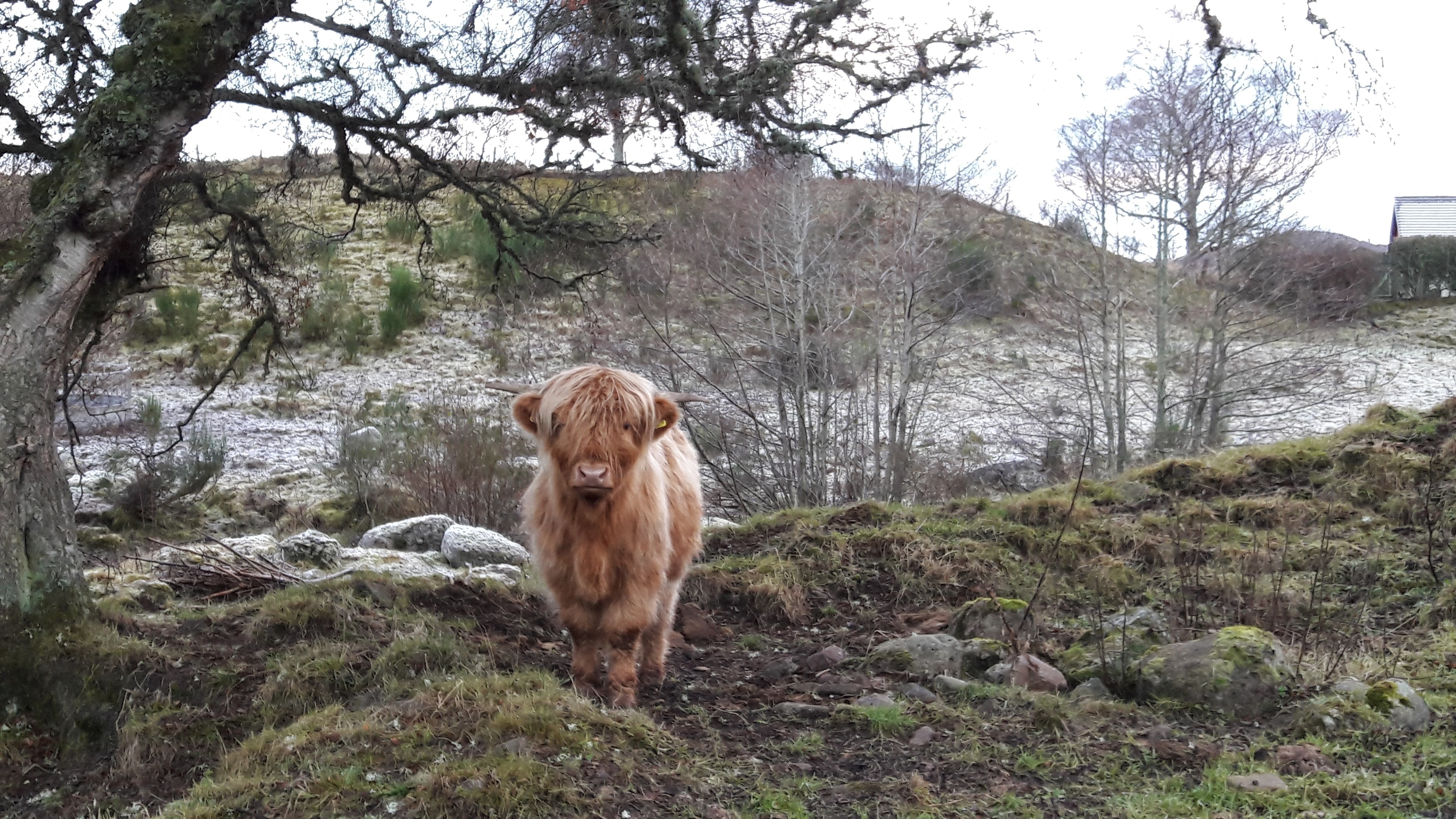 A Highland cow near
Loch Duntelchaig,
Inverness. Picture
courtesy of reader
Natalie Bodiam.