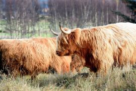 Some of the cattle from the fold.