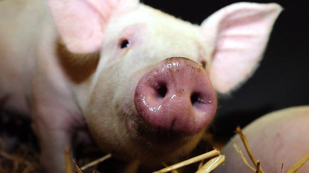 The guide aims to help new pig producers.