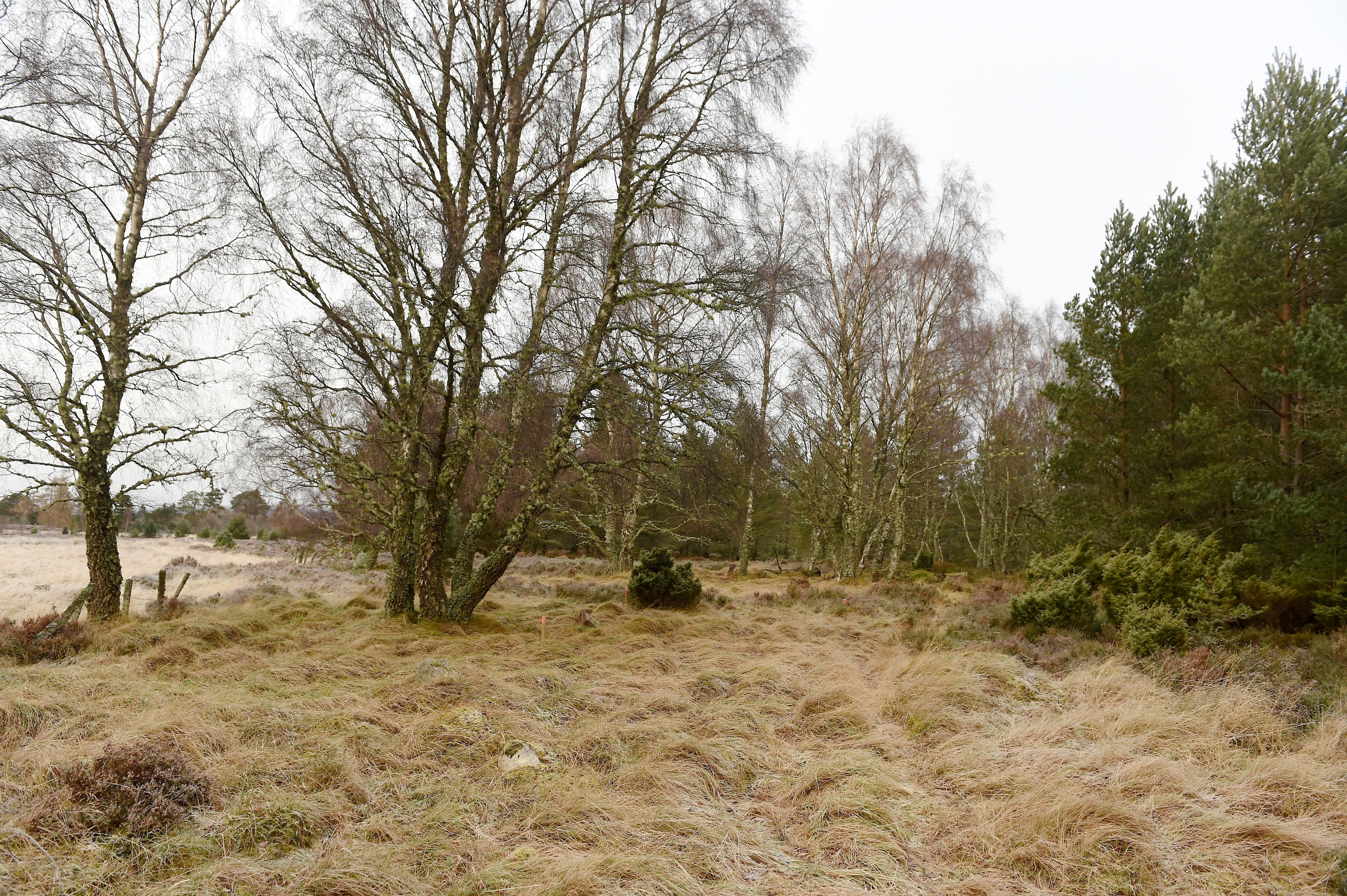 The area of ground at the former Inverdruie sawmill in Rothiemurchus where new homes will be built.