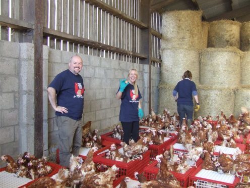 The British Hen Welfare Trust appeals to "kind-hearted" members of the public to save hundreds of caged hens