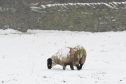 A sheep stands in a snow covered field in the village of Upperthong in West Yorkshire
