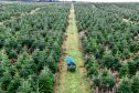 The first of quarter of a million real Christmas trees destined for sale in B&Q stores across the UK are cut by grower Magnus Sinclair in Ellon, Aberdeenshire.