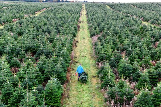 The first of quarter of a million real Christmas trees destined for sale in B&Q stores across the UK are cut by grower Magnus Sinclair in Ellon, Aberdeenshire.