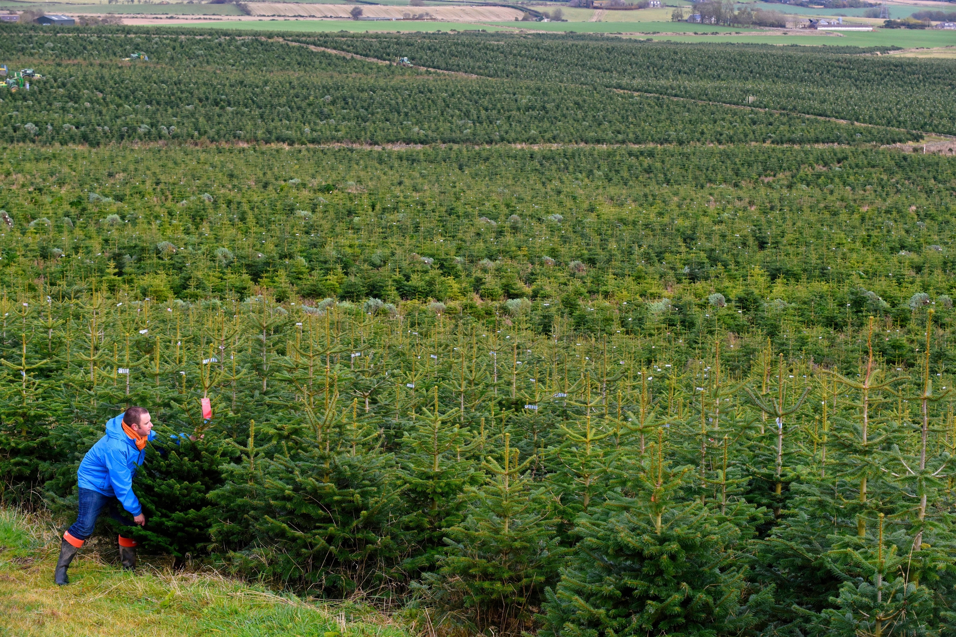 Pictures show the start of Christmas tree harvest