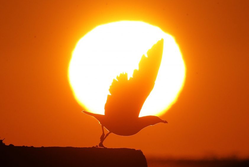 A seagull appears to carry the weight of the sun on this shoulders this morning at Whitley Bay after one of England's coldest nights of the autumn so far this year.